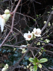 Chaenomeles