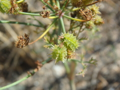 Astrodaucus littoralis
