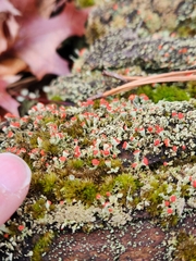 Cladonia incrassata