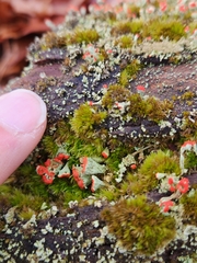Cladonia incrassata