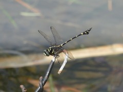 Ictinogomphus