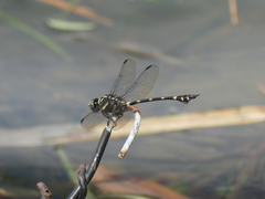 Ictinogomphus