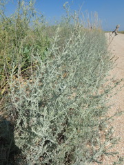 Artemisia santonicum
