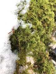 Thuidium