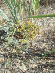Astrodaucus littoralis