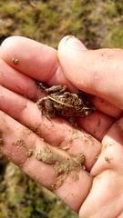 Pleurodema bufoninum