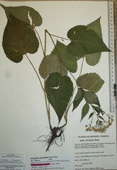 Eurybia schreberi