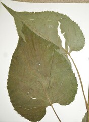 Eurybia schreberi
