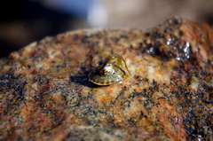 Testudinalia testudinalis