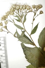 Eurybia schreberi