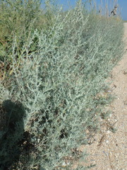 Artemisia santonicum