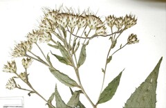 Eurybia schreberi