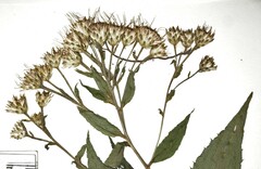 Eurybia schreberi