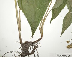 Eurybia schreberi