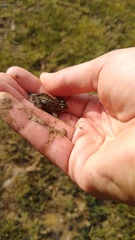 Pleurodema bufoninum