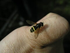 Dasysyrphus tricinctus