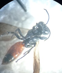 Miscophus bicolor