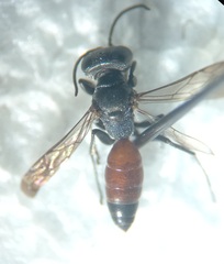 Miscophus bicolor