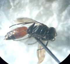 Miscophus bicolor