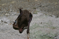 Myotis bechsteinii
