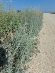 Artemisia santonicum