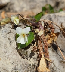 Viola alba