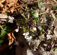 Viola alba