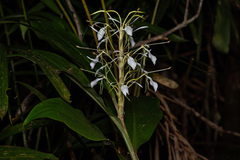Hedychium cylindricum