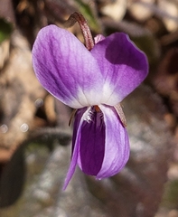 Viola suavis