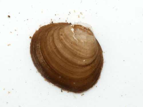 European Fingernail Clam
