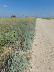 Artemisia santonicum