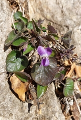 Viola suavis