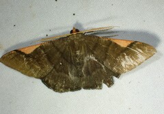 Sphacelodes vulneraria