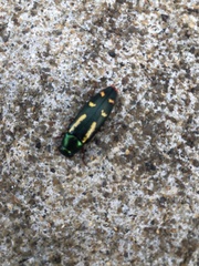 Buprestis rufipes