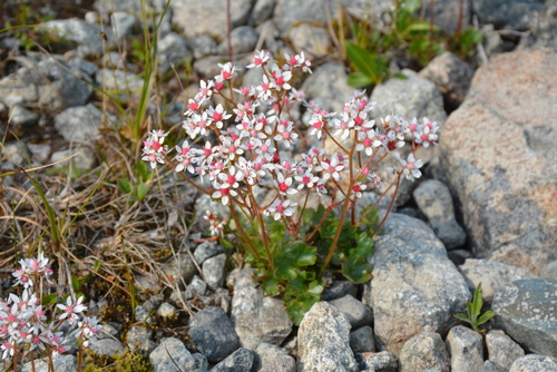 Image of Micranthes nudicaulis by no rights reserved