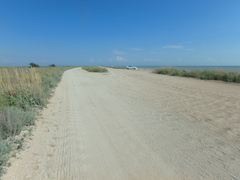 Artemisia santonicum