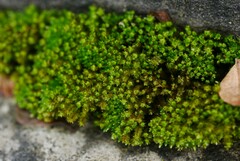 Bryum barnesii