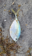 Chloroscombrus chrysurus