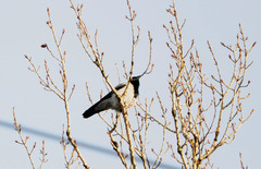 Corvus cornix
