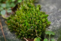 Orthotrichum diaphanum