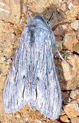 Cucullia laetifica