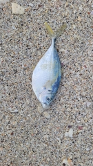 Chloroscombrus chrysurus