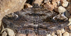 Zaleops umbrina