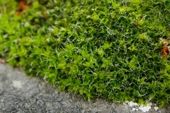 Syntrichia calcicola