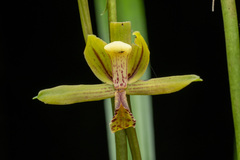 Cymbidium