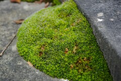 Syntrichia calcicola