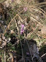 Erica carnea