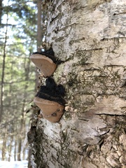 Phellinus nigricans
