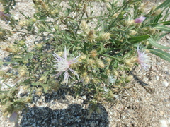 Centaurea diffusa