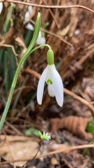 Galanthus
